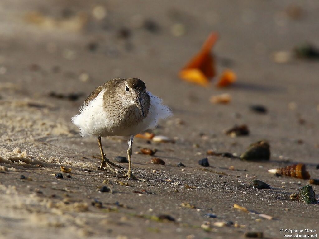 Common Sandpiperadult