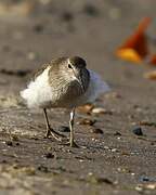 Common Sandpiper