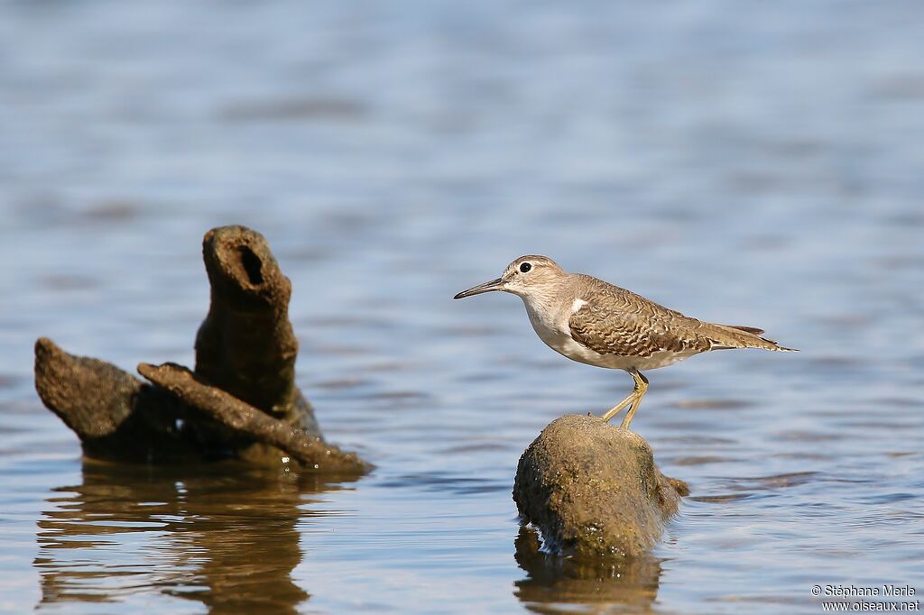 Common Sandpiper