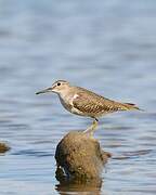 Common Sandpiper