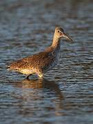 Willet