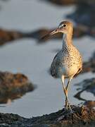 Willet