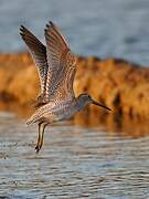 Willet