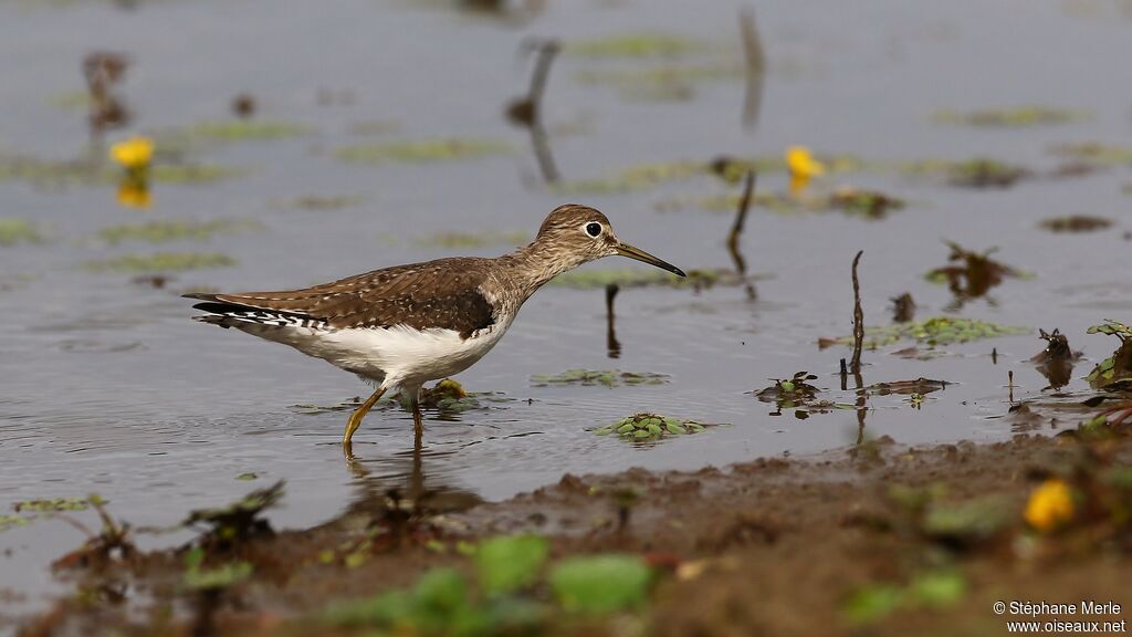 Solitary Sandpiperadult