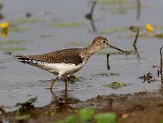 Solitary Sandpiper