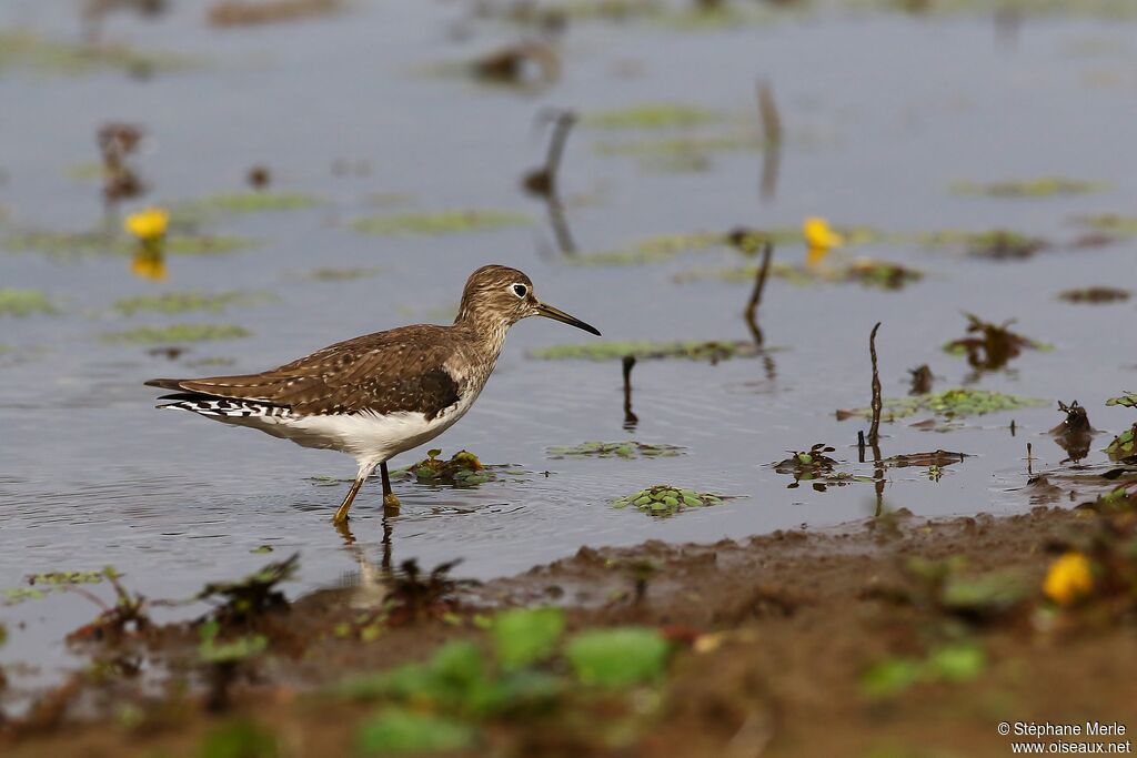 Solitary Sandpiper