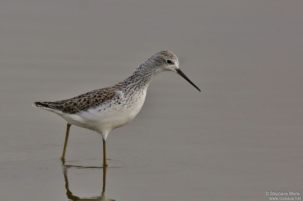 Marsh Sandpiperadult