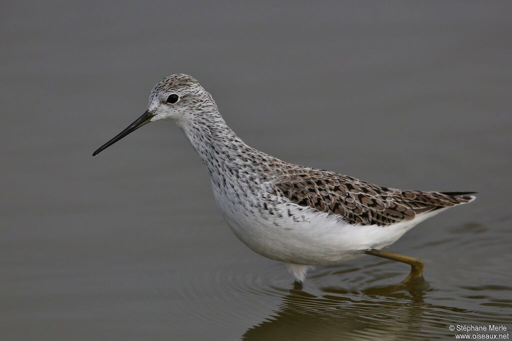 Marsh Sandpiper