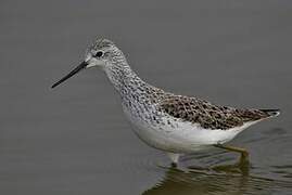 Marsh Sandpiper