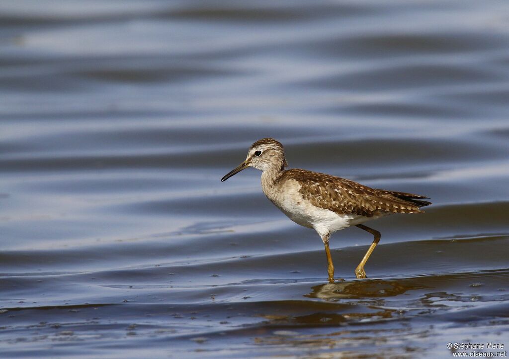 Wood Sandpiperadult