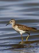 Wood Sandpiper