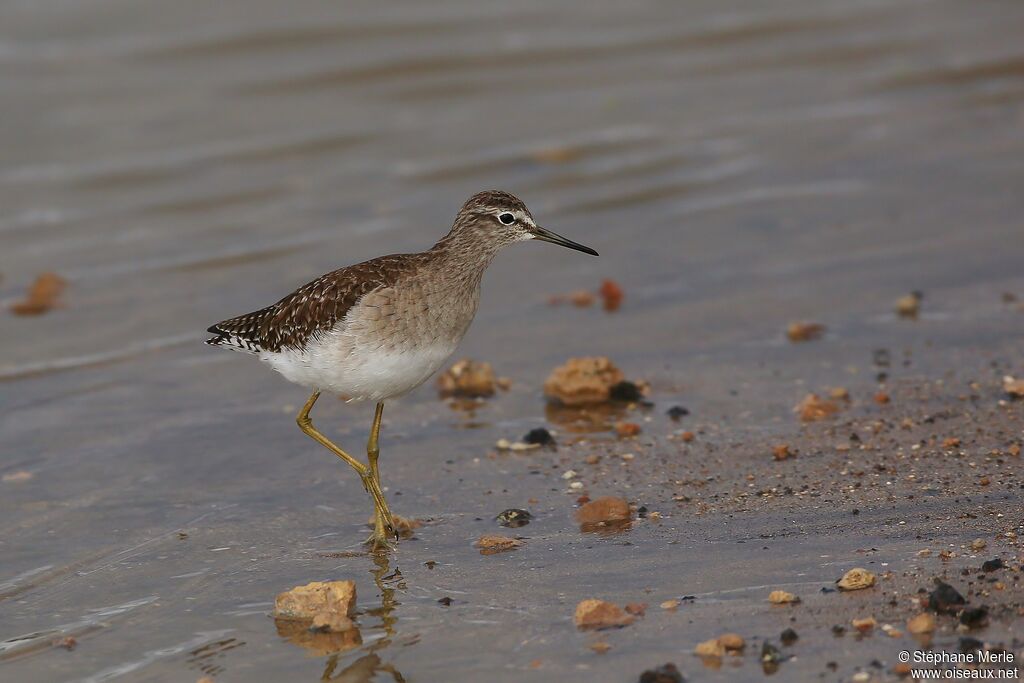 Wood Sandpiperadult