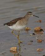 Wood Sandpiper