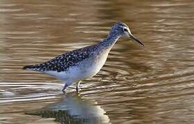 Wood Sandpiper