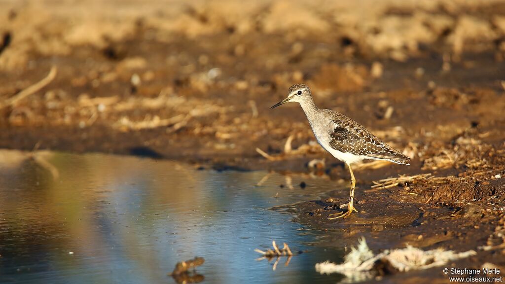 Wood Sandpiper