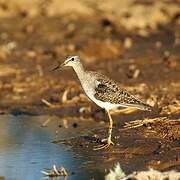 Wood Sandpiper