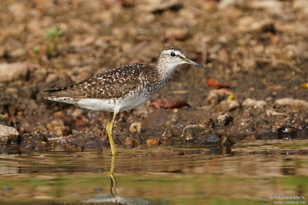 Wood Sandpiperadult