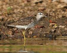 Wood Sandpiper