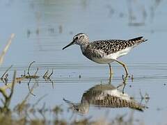 Wood Sandpiper