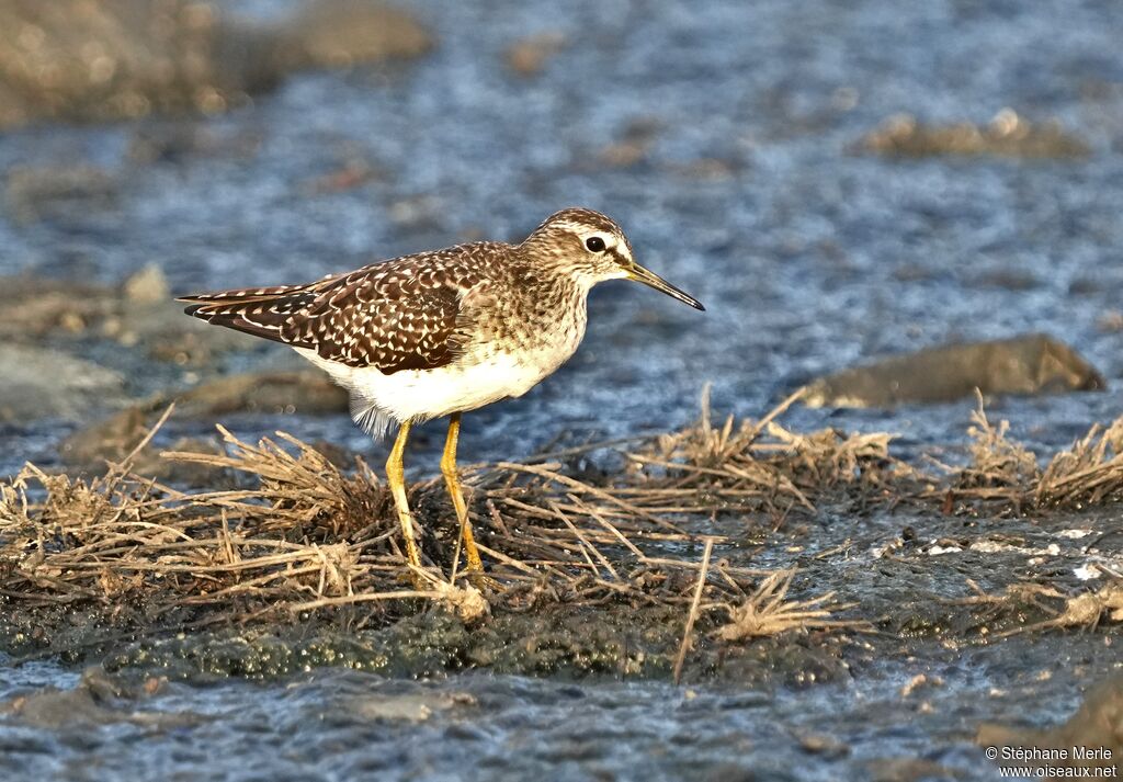 Wood Sandpiper