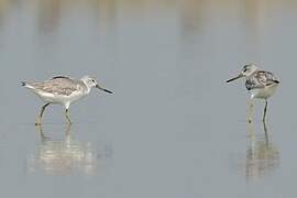 Nordmann's Greenshank