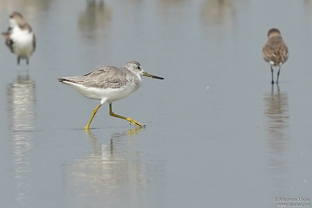 Nordmann's Greenshank