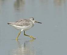 Nordmann's Greenshank