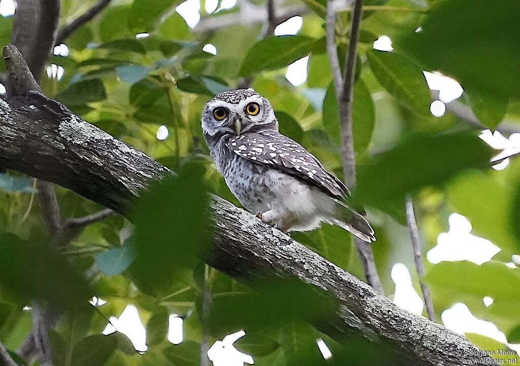 Spotted Owletadult