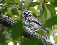 Spotted Owlet