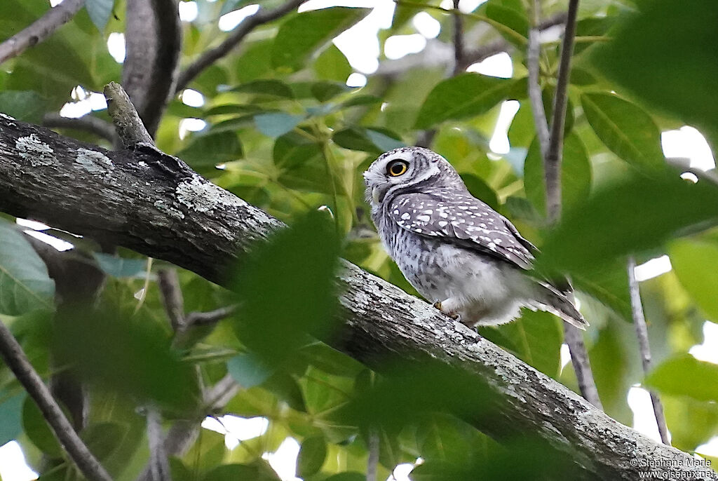 Spotted Owlet