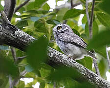 Spotted Owlet