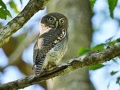 Jungle Owlet