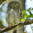 Chevêchette de jungle