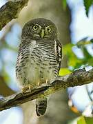 Jungle Owlet