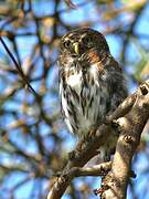 Pearl-spotted Owlet