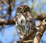 Pearl-spotted Owlet