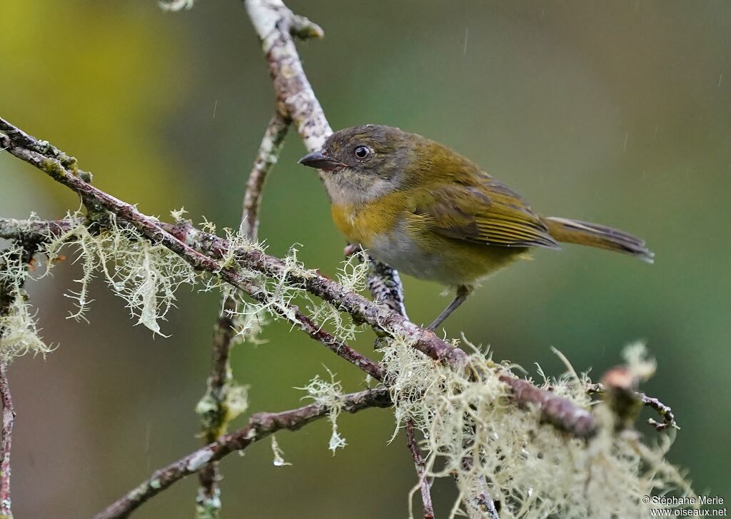 Common Bush Tanageradult