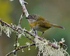 Common Bush Tanager