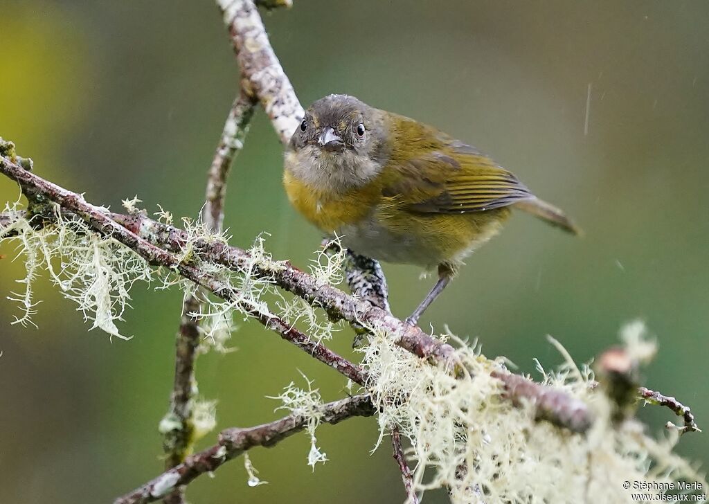 Common Bush Tanager