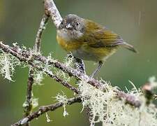 Common Bush Tanager