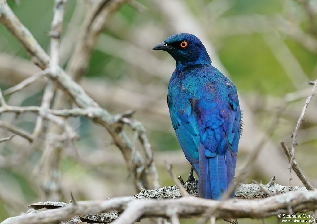 Choucador à épaulettes rougesadulte