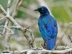 Cape Starling