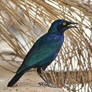 Cape Starling