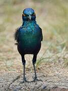 Cape Starling