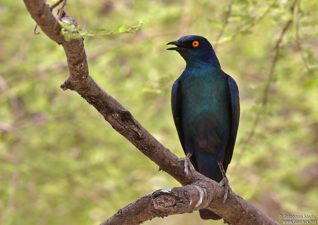 Cape Starling