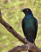 Cape Starling