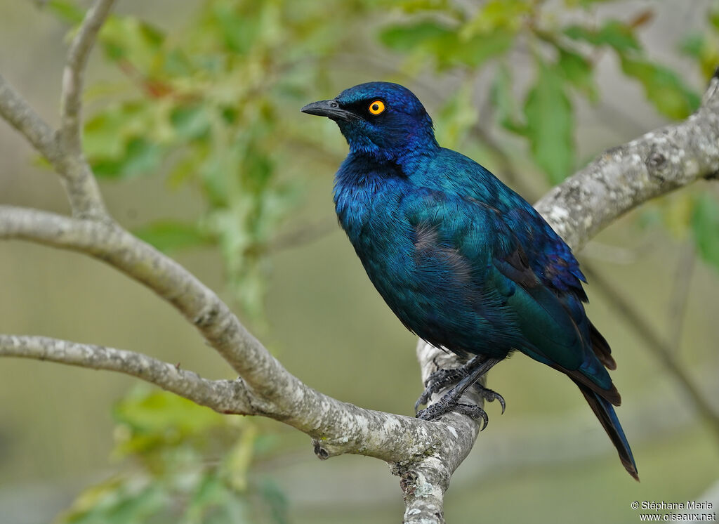 Cape Starling