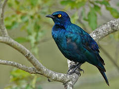 Cape Starling