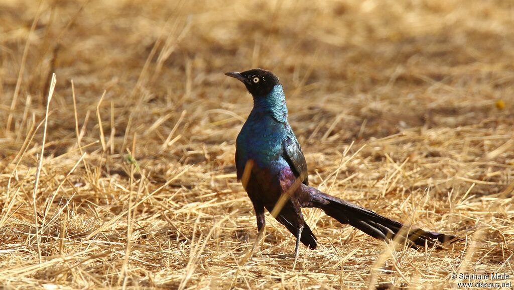 Long-tailed Glossy Starlingadult, walking