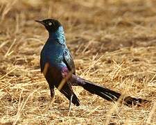 Long-tailed Glossy Starling